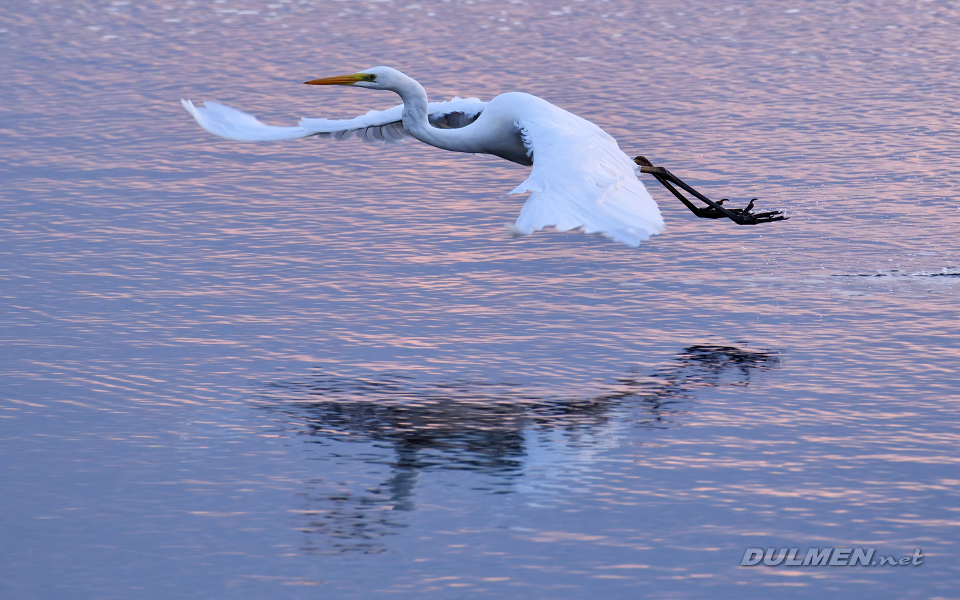 01 Great White Egret (Ardea alba)